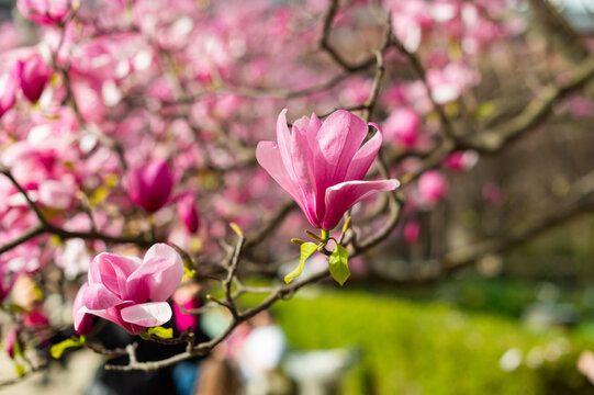 A close-up shot focuses on vibrant pink magnolia blossoms on a branch. The blurred background features more blooming flowers and a green lawn in a public park.
