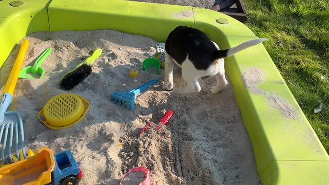 Hund buddelt im Sandkasten