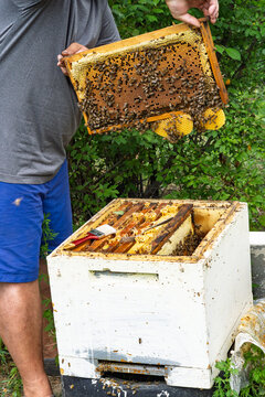 Close-up: a beekeeper removes a honeycomb frame teeming with bees from the hive and inspects it. Organic honey production, traditional farming, and sustainable agriculture.