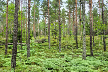 Obraz premium Forest