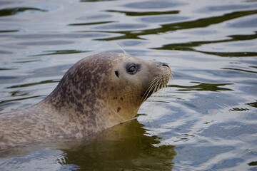Fototapeta premium Swimming seal head in North Sea water; cute and funny side profile close up portrait