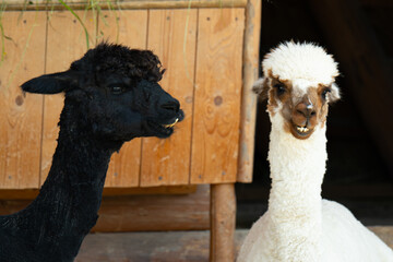 Fototapeta premium A close-up of a baby alpaca sitting
