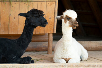 Fototapeta premium A close-up of a baby alpaca sitting