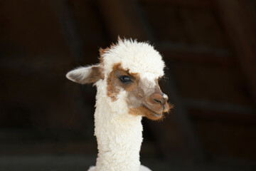 Fototapeta premium A close-up of a baby alpaca sitting
