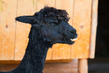 Fototapeta premium A close-up of a baby alpaca sitting