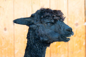 Fototapeta premium A close-up of a baby alpaca sitting