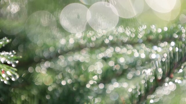 Glistening Water Droplets on Tree Branch, Post-Rain Sunlight - Seamless Loop
For the background music of videos