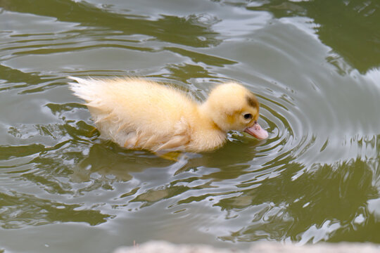  newborn yellow duckling.