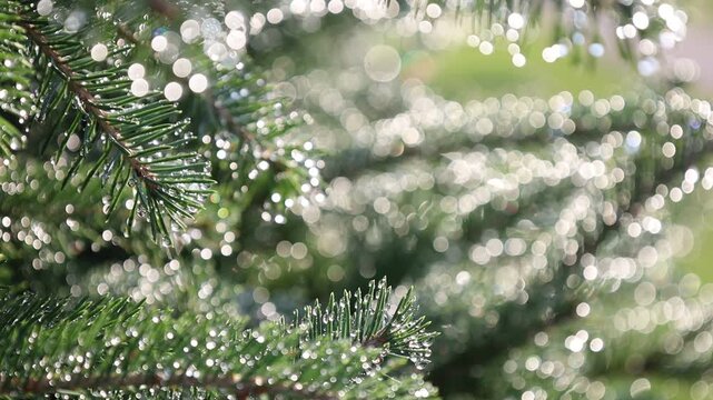 Glistening Water Droplets on Tree Branch, Post-Rain Sunlight - Seamless Loop
For the background music of videos