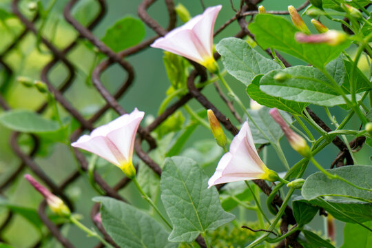 Closeup of hedge bindweed flower