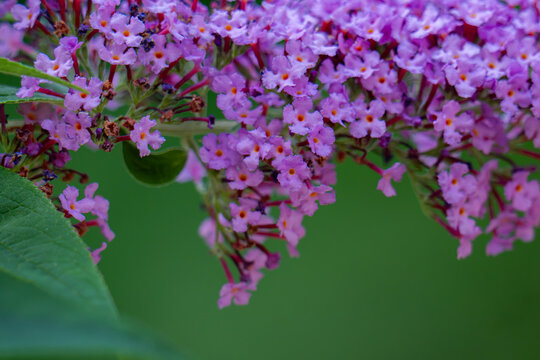 Beautiful purple flowers Buddleja davidii, close-up