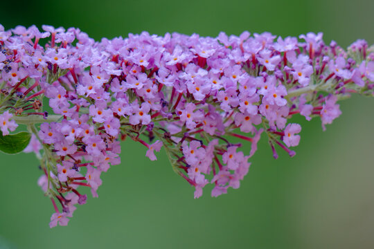 Beautiful purple flowers Buddleja davidii, close-up