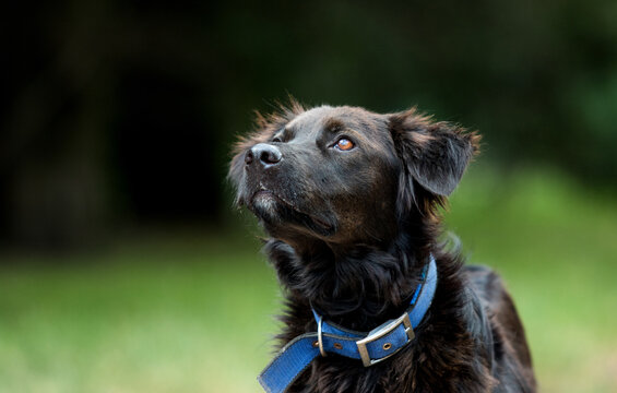 Close-up portrait of an attentive black mixed-breed dog looking up outdoors.