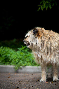 Profile portrait of a fluffy mixed-breed terrier dog standing outdoors.