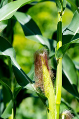 Obraz premium Corn field in the countryside. Growing corn. Female inflorescence,
