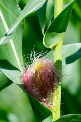Obraz premium Corn field in the countryside. Growing corn. Female inflorescence,
