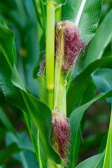 Obraz premium Corn field in the countryside. Growing corn. Female inflorescence