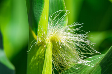 Obraz premium Corn field in the countryside. Growing corn. Female inflorescence