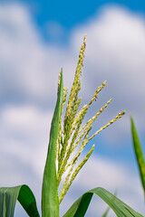 Obraz premium Corn field in the countryside. Growing corn. Female inflorescence