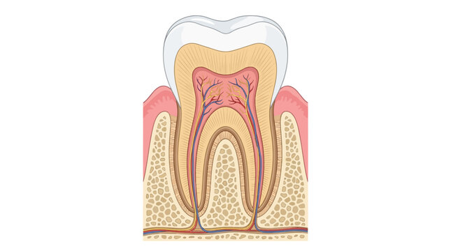 Detailed cross-section illustration of a human tooth showing enamel dentin pulp nerves and blood vessels within the jawbone