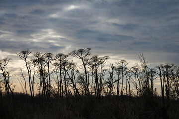 Schafgarbe im Winter an der Nordsee. © armin_eckstein