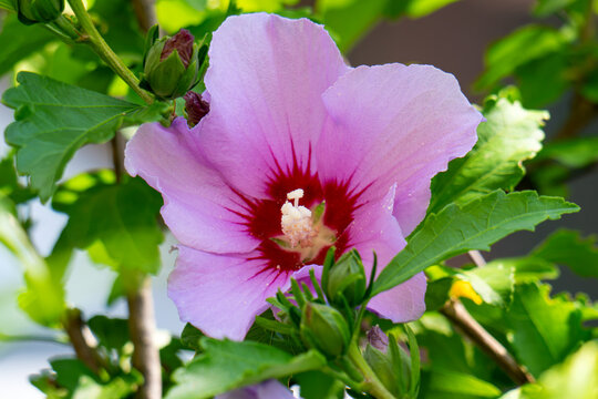 Beautiful Hibiscus flowers in the garden.Hibiscus Rosa-Sinensis flower known as Chinese hibiscus