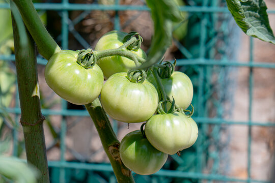 Tomato plants in greenhouse Green tomatoes plantation. Organic farming, young tomato plants growth