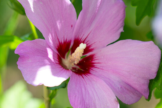 Beautiful Hibiscus flowers in the garden.Hibiscus Rosa-Sinensis flower known as Chinese hibiscus