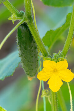 Blooming cucumber plant in the garden.