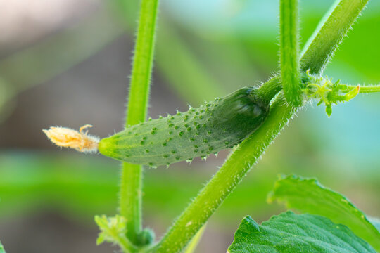 young cucumber on a branch on a net, young cucumbers