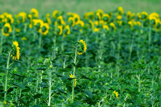 Closeup Beautiful fields with sunflowers in the summer on a sunny day. Many sunflower bloom in summer field.
