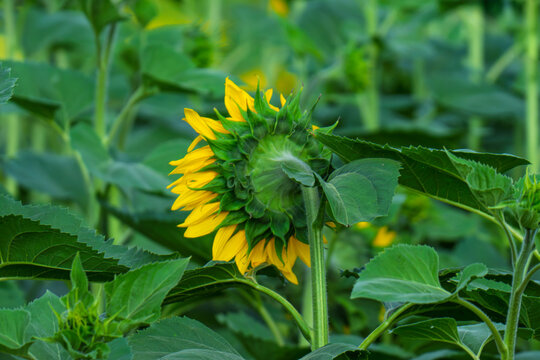 Closeup Beautiful fields with sunflowers in the summer on a sunny day. Many sunflower bloom in summer field.