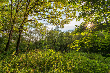 Fototapeta premium The sun through the trees in the summer park. Beautiful park in spring with bright sun shining through the trees