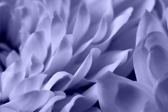 Smoke close-up selective soft focus cream white beige chrysanthemums, chamomile, aster Flower bud Petals. Natural macro blur background