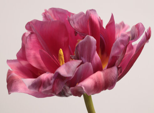 Close-up Red, Pink Tulip Flower bud, pistil; stamen; pollen on beige gray. Minimalist Natural art background.