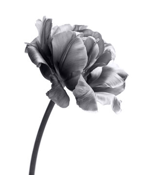 Black and white Tulip Flower bud Petals. Minimalist Natural light, shadow art background.