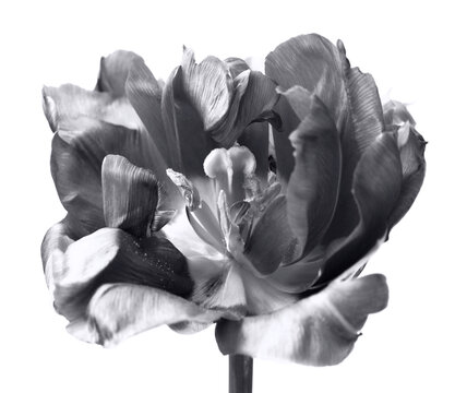 Black and white close-up Tulip Flower bud Petals isoladed on white. Minimalist Natural light, shadow art background.