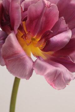 Close-up Red, Pink Tulip Flower bud, pistil; stamen; pollen on beige gray. Minimalist Natural art background.