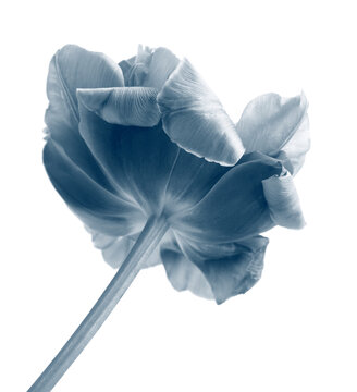 Monochrome Blue and white Tulip Flower bud Petals isoladed on white. Minimalist Natural light, shadow art background.