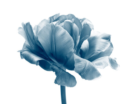 Black and white Tulip Flower bud Petals. Minimalist Natural light, shadow art background.