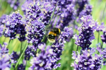 Bumblebee collecting nectar from blooming lavender flowers © Gemma