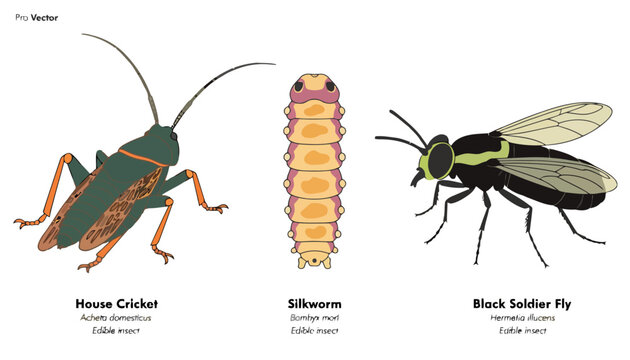 Scientific illustration of common insects including house cricket silkworm and soldier fly with silkworm entomology wildlife specimen education creature taxonomy research features scientific