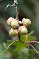 Close-up of a cluster of young green acorns with light brown caps attached to an oak twig against a blurred foliage background. © Rogier van Bunnik