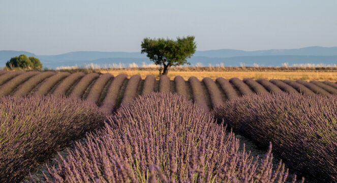 Fragrant Purple Blooming Lavender Growing in Fields on the Valensole Plateau, Provence, France
