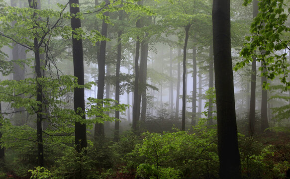 Fr&uuml;hlings-Buchenwald im Nebel