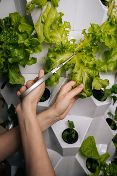 Cutting fresh lettuce leaves with scissors from vertical hydroponic garden, representing innovative sustainable farming method and urban agriculture technology. Concept of indoor farming.