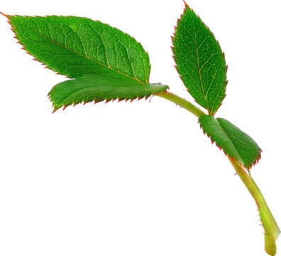 Beautiful Leaf for Rose flower focus stacking close up isolated