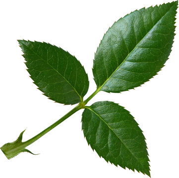 Beautiful Leaf for Rose flower focus stacking close up isolated
