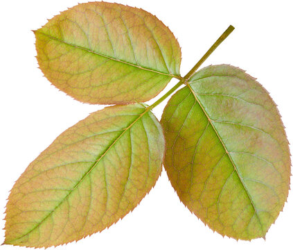 Beautiful Leaf for Rose flower focus stacking close up isolated