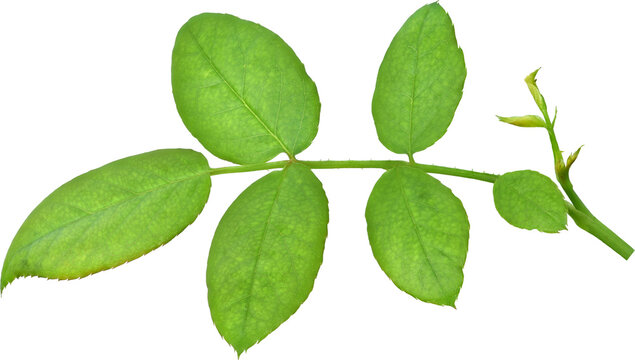 Beautiful Leaf for Rose flower focus stacking close up isolated